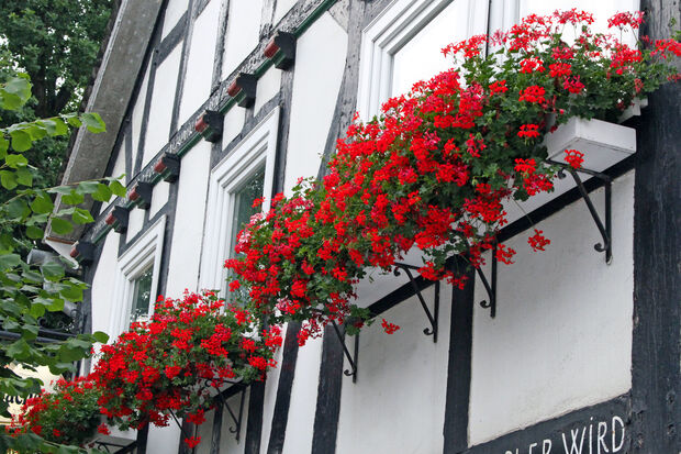 Rot blühende Geranien und andere Blumenkästen schmücken im Sommer die schwarz-weißen Fachwerk-Fassaden im historischen Ortskern von Saalhausen. FOTO: ANDREAS DUNKER