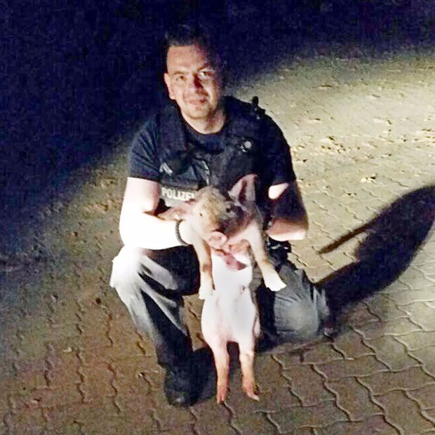 Das gerettete Ferkel und der Bundespolizist FOTO: BUNDESPOLIZEI