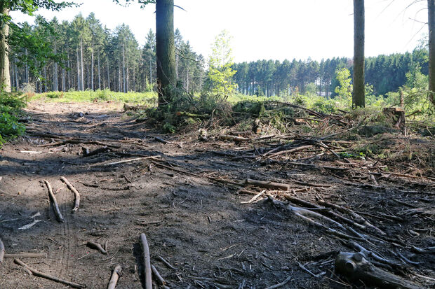 So sieht es aktuell im Hövelwald in Wickede aus. FOTO: ANDREAS DUNKER