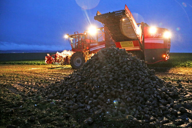 Ein riesiger Rübenroder während der Ernte  in dieser Woche auf der Haar in Wiehagen FOTO: ANDREAS DUNKER