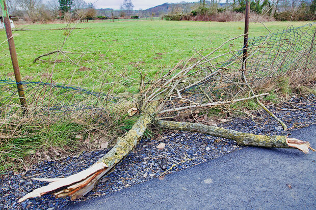 Überall im Gemeindegebiet wurden große und kleine Äste durch den Sturm aus Baumkronen gerissen und fielen zu Boden. Dieser schwere Ast hat einen Maschendrahtzaun am Wirtschaftsweg "Am Graben" in Wimbern zerstört.  FOTO: ANDREAS DUNKER