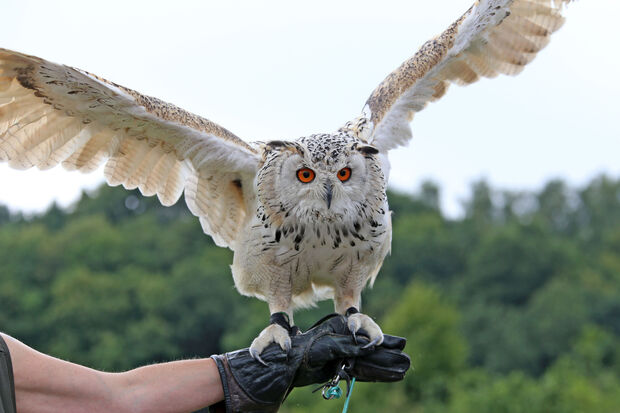Ein weißer Uhu auf der Hand der Mendener Falknerin Sonja Senica FOTO: ANDREAS DUNKER