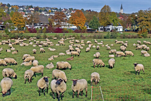Die Ruhr-Aue in Höhe des Teschler-Centers an der Hauptstraße in Wickede – im Vordergrund eine Herde der örtlichen Schäferei Pieper FOTO: ANDREAS DUNKER